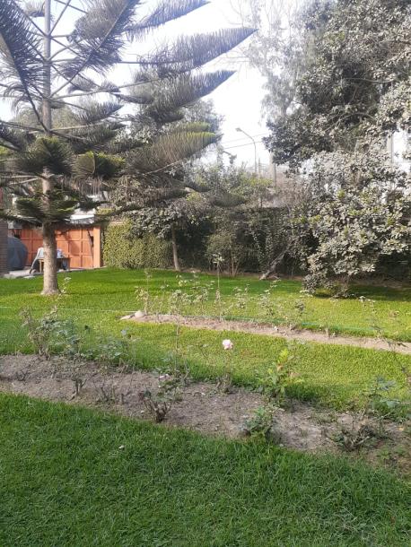 Vendo Casa en Av. Los Cedros cuadra 14 - Chaclacayo-2